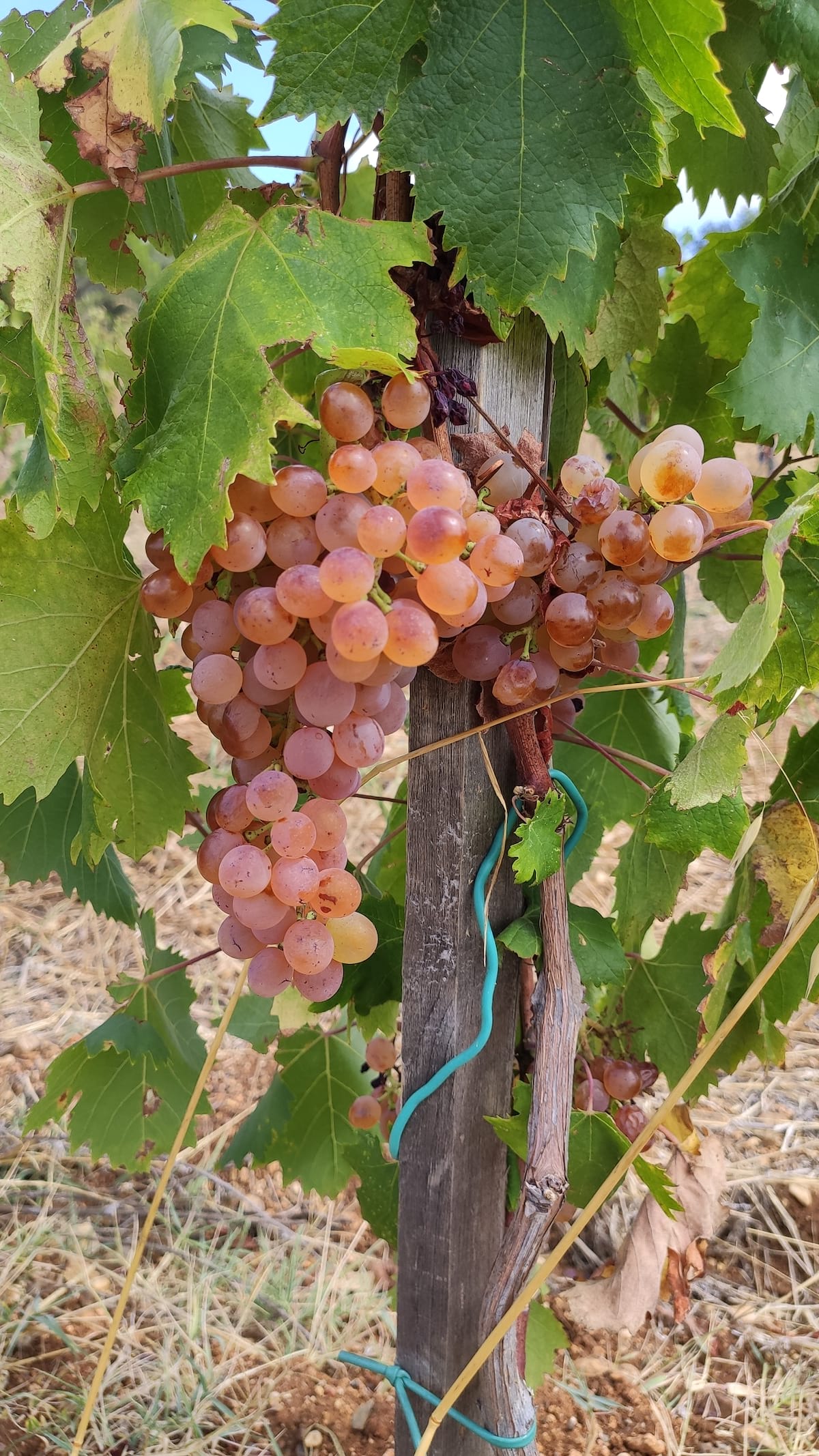 Vendanges 2020, première récolte sur jeunes vignes de Vermentino